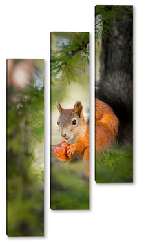 Модульная картина Red Squirrel climbing up in a tree.