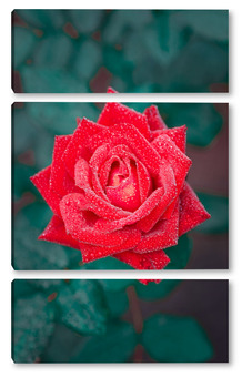 Модульная картина Beautiful red rose flower, closeup	