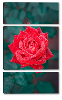  Red rose in a romantic background.	