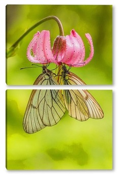 Модульная картина Две бабочки на цветке лилии