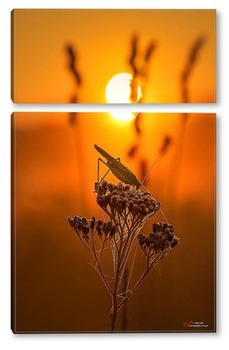 Модульная картина Кузнечик на цветке в лучах восходящего солнца