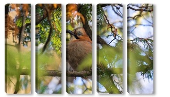  Blackbird (Turdus Merula) singing in a tree