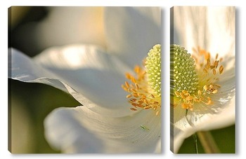  Белый цветок