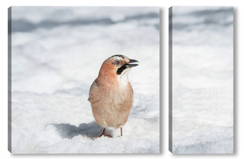 Модульная картина Close-up of an Eurasian Jay (Garrulus glandarius) on a tree in winter