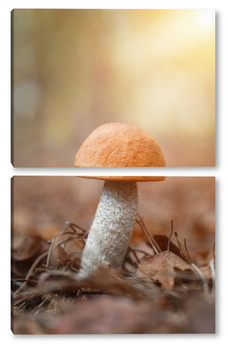 Модульная картина Beautiful birch bolete (birch mushroom, rough boletus or brown-cap fungus) in grass with autumn leaves.