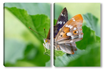  Butterfly on blossom flower in green nature.