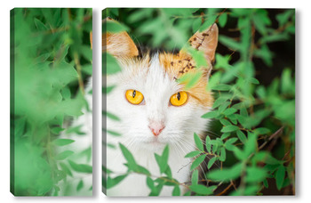 Модульная картина Red Cat with kind green, blue eyes, Little red kitten. Portrait cute red ginger kitten.