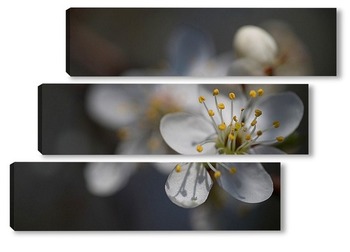 Модульная картина Слива цветет