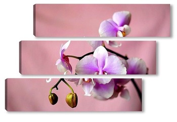 Модульная картина Орхидея розовая