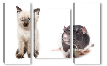  animals on isolated white background