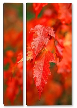 Модульная картина Яркие, осенние листья клёна