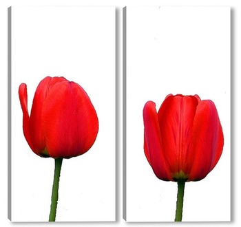 Модульная картина Пара тюльпанов