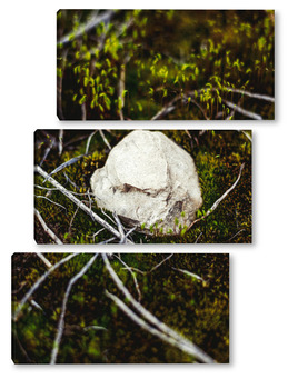 Модульная картина Белый камень в мохе