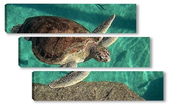  turt-06011002-1