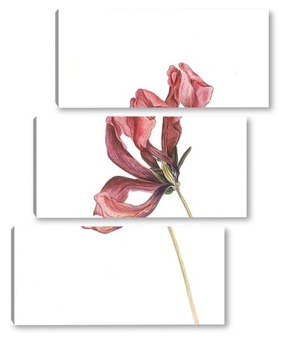 Модульная картина Красный тюльпан. Серия сухоцветы.