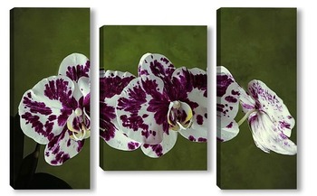 Модульная картина Орхидея доритинопсис Фея Тиухбао