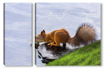 Модульная картина Белочка на водопое