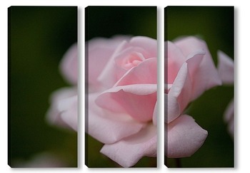  Белая роза на закате дня