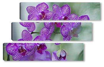 Модульная картина орхидеи   