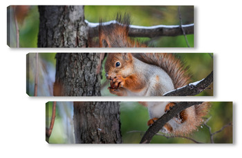 Модульная картина Squirrel in winter sits on a tree