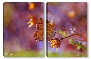  Butterfly on blossom flower in green nature.