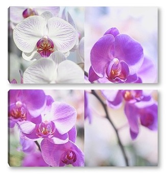 Модульная картина Орхидеи коллаж