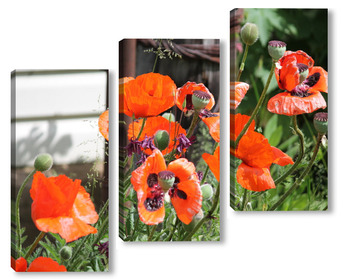 Модульная картина маки