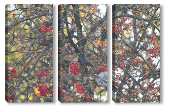 Модульная картина дрозды