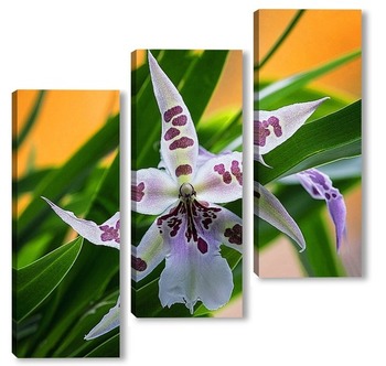 Модульная картина Орхидея-паучок