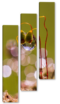 Модульная картина Капля росы на семени мха