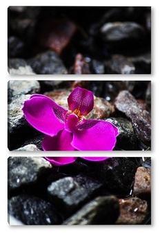 Модульная картина Орхидея на камнях