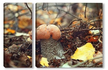  Amanita muscari, fly agaric beautiful red-headed hallucinogenic toxic mushroom.