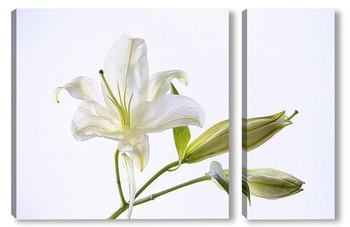 Модульная картина Белая лилия
