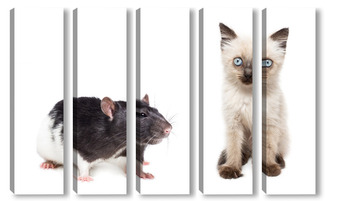  animals on isolated white background