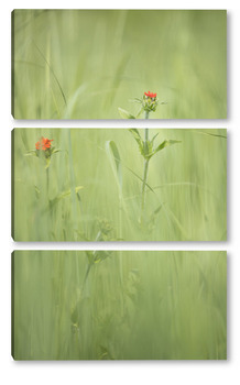 Модульная картина луговая трава  