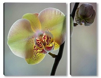  Ветка орхидеи фаленопсис Маленькая Каролина