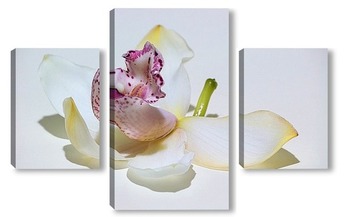 Модульная картина Цветок орхидеи