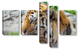 Модульная картина Тигры 37659