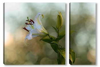  Бабочка и белый цветок