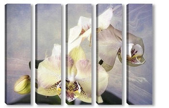 Модульная картина Орхидея фаленопсис Элегантная Дама