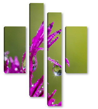 Модульная картина Капля росы на лепестке цветка