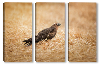 Модульная картина Цирковой карлик на пшеничном поле, красивая птица, фотоохота