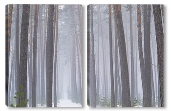 Модульная картина Линии леса 