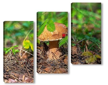  Beautiful birch bolete (birch mushroom, rough boletus or brown-cap fungus) in grass with autumn leaves.