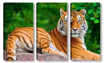 Модульная картина Тигры 5012