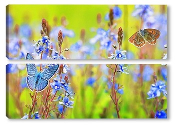  голубая бабочка