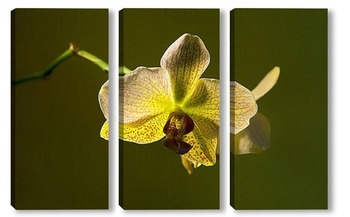 Модульная картина орхидея  