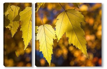 Модульная картина Осенние, жёлтые листья клёна