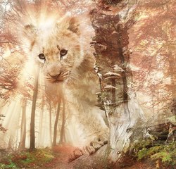    Львенок в лучах солнца
