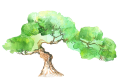    Зеленое дерево Акварель